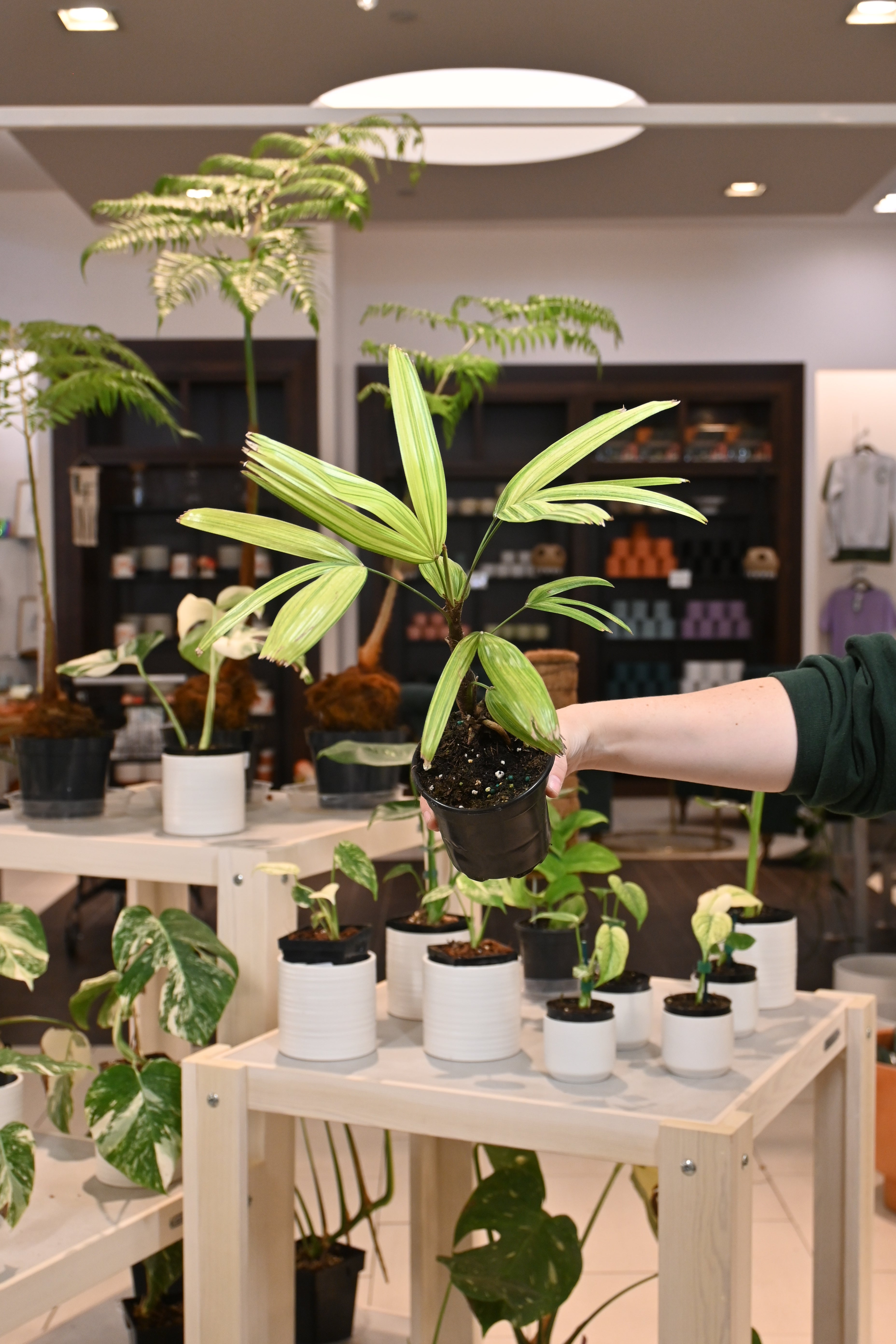 Rhapis Excelsa Variegated