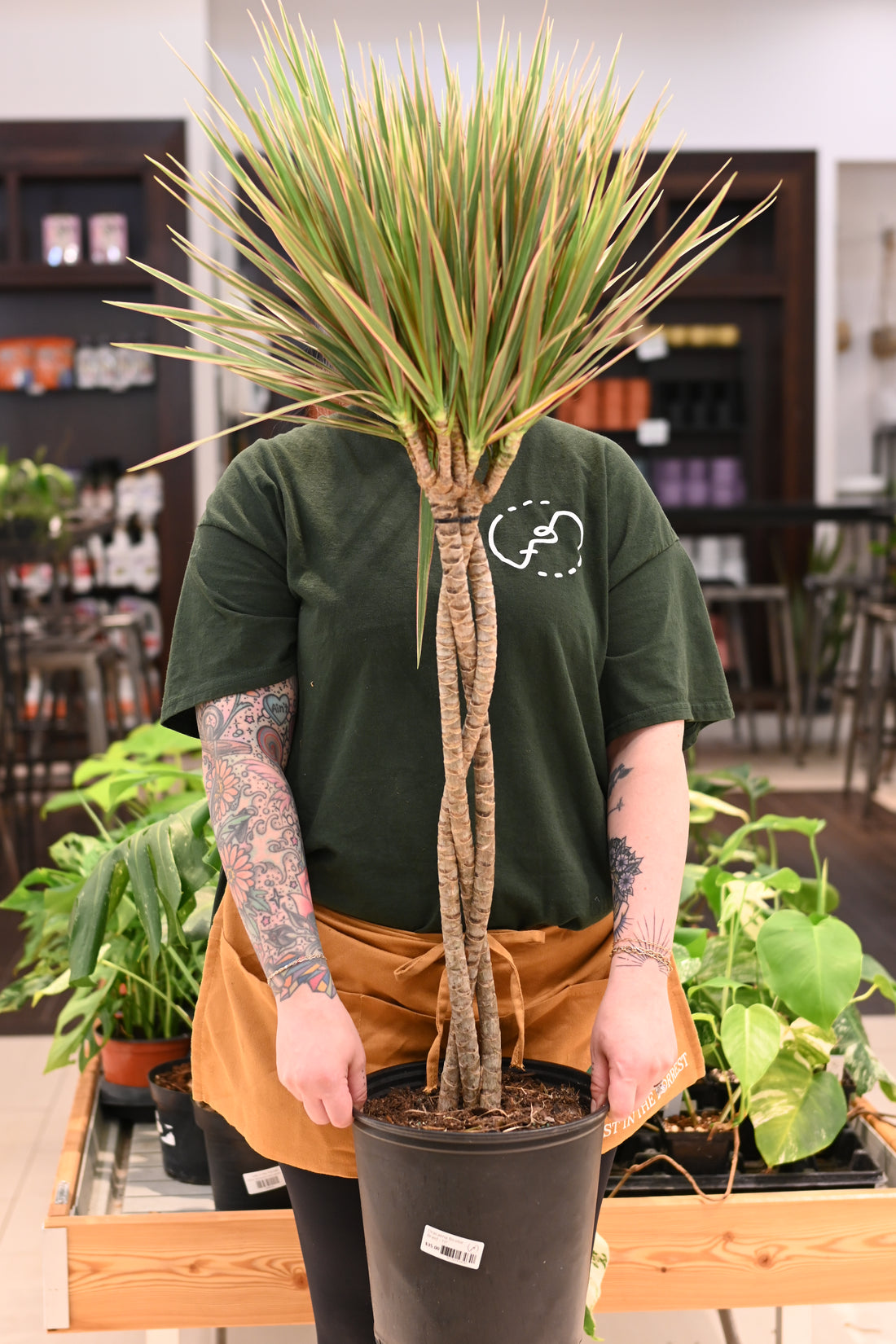 Dracaena Colorama Tip