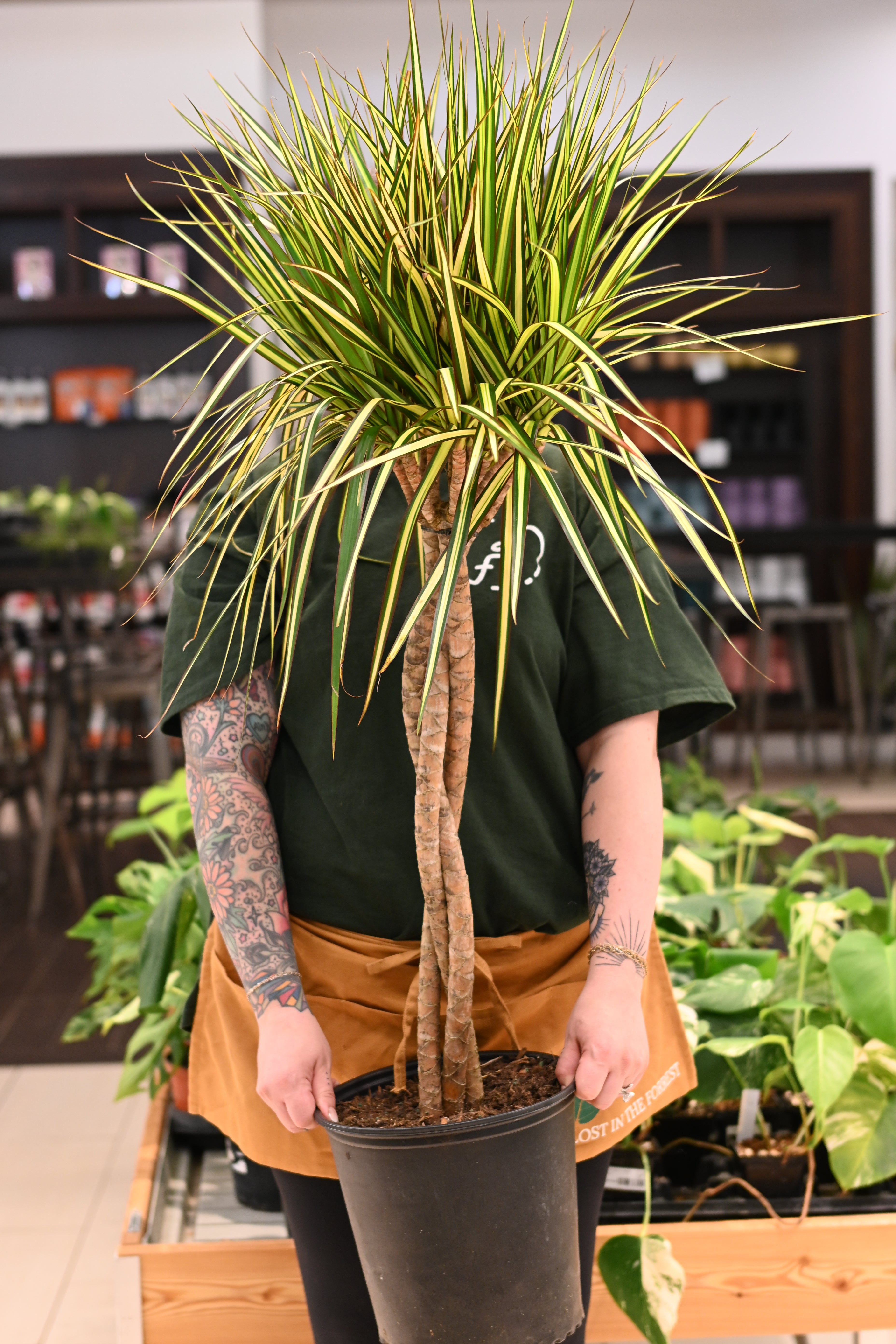 Dracaena Kiwi Braid