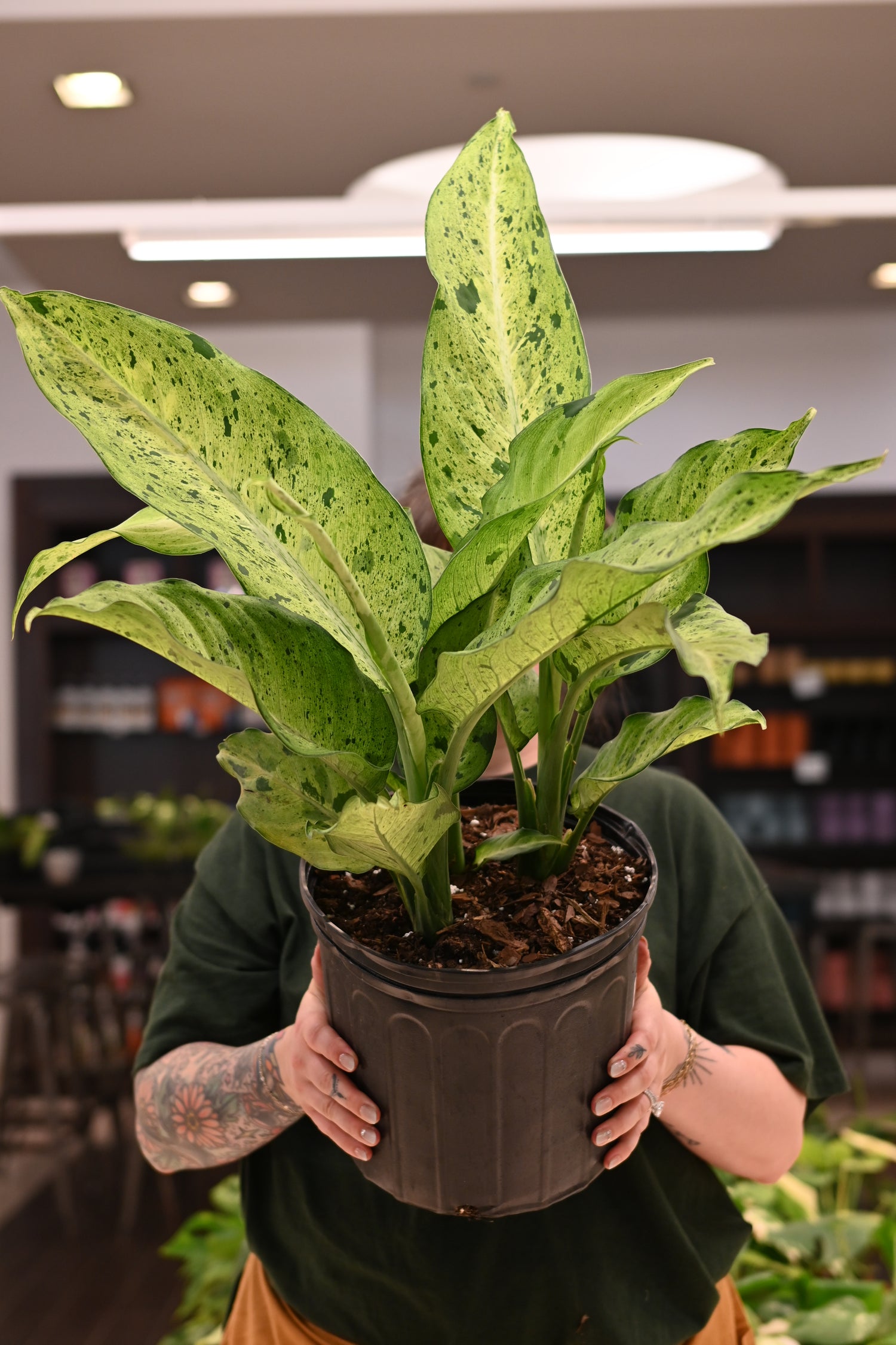 Dieffenbachia Camouflage