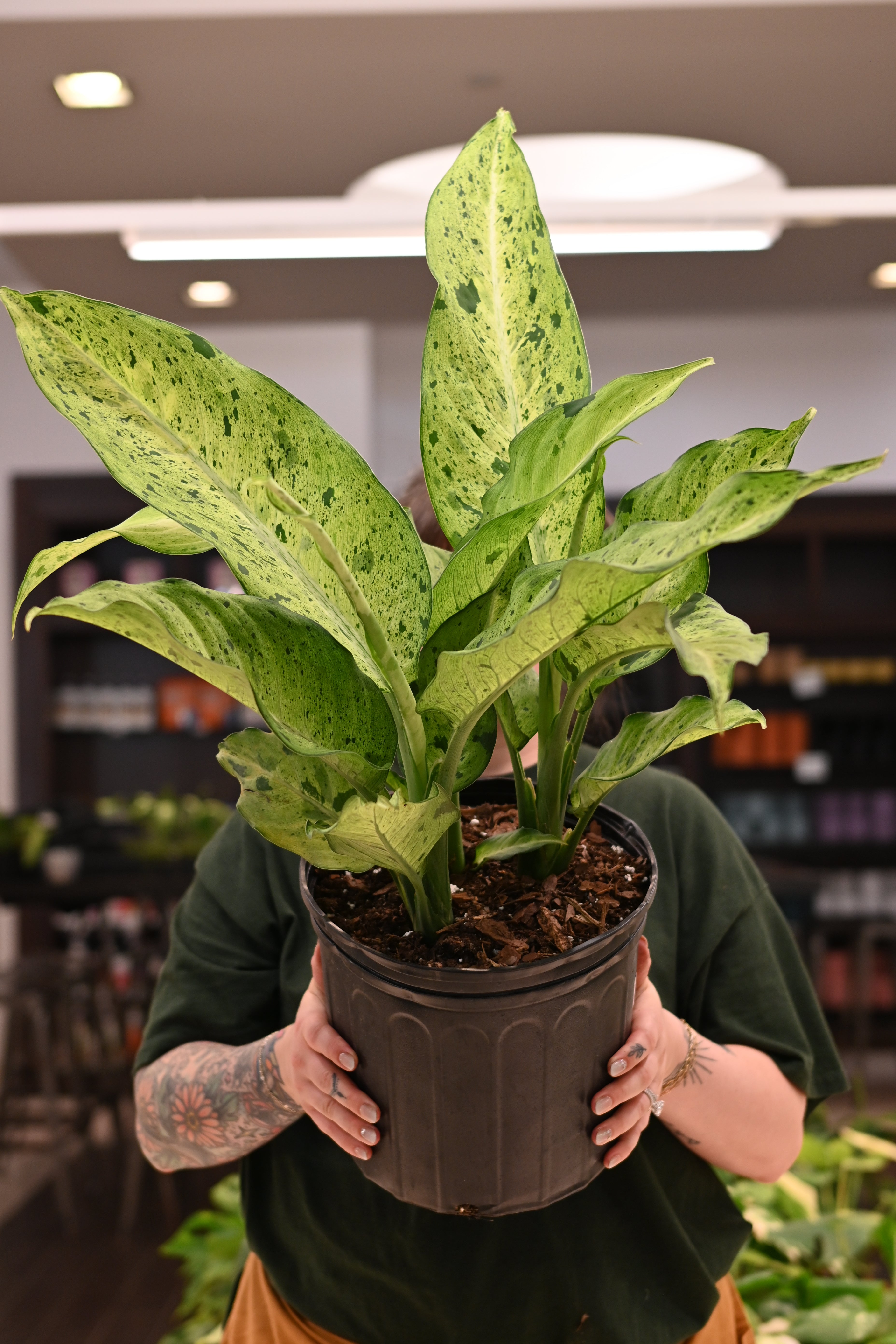 Dieffenbachia Camouflage