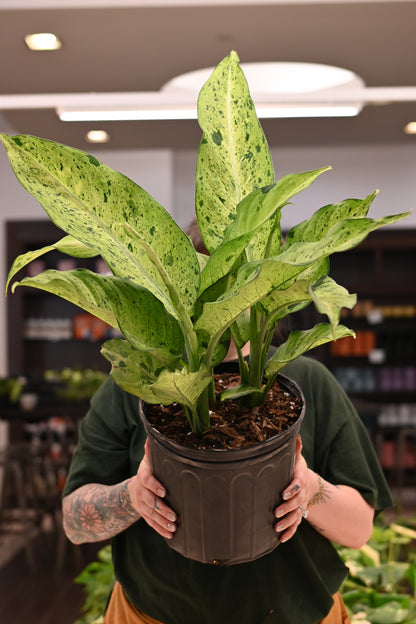Dieffenbachia Camouflage