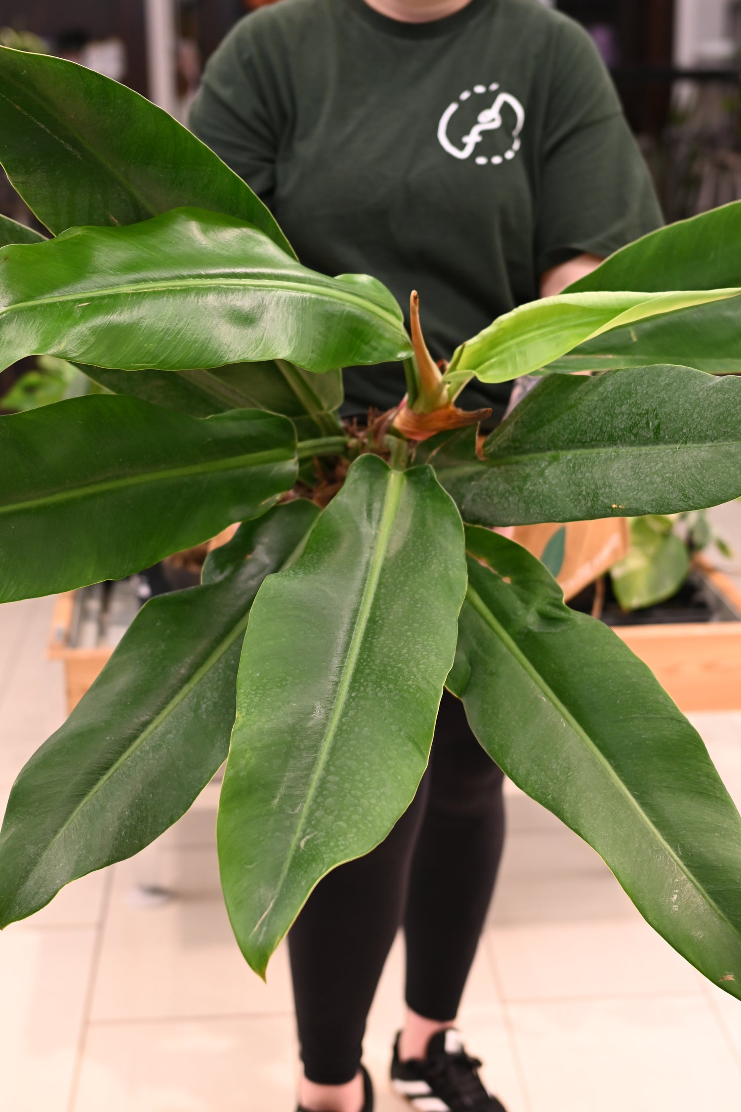 Philodendron Ruizii