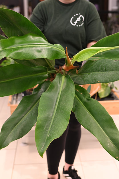 Philodendron Ruizii