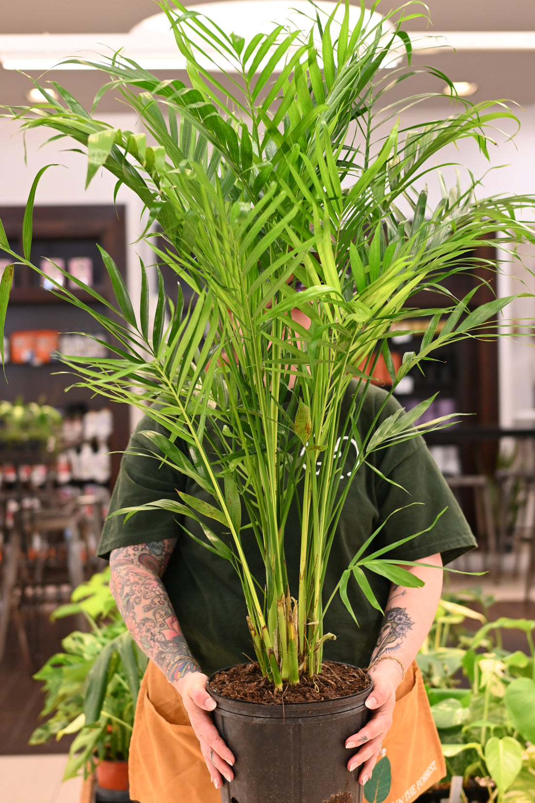 Majesty Palm