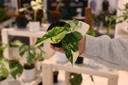 Alocasia Dragon Scale Variegated