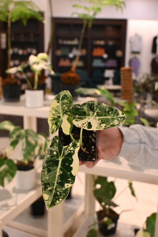 Alocasia Frydek Variegated