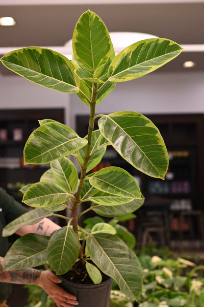 buy ficus altissima Ficus Altissima – Lost in the Forrest