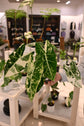 Alocasia Frydek Variegated