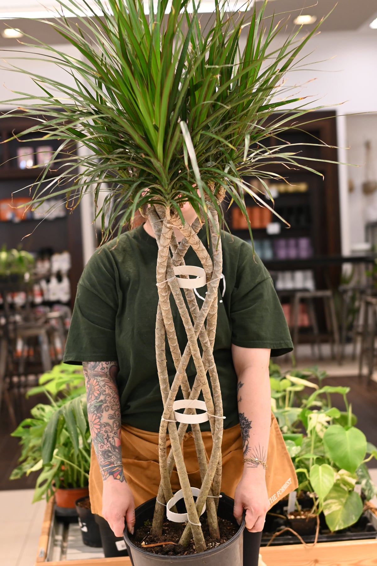 Dracaena Marginata Braid *No Shipping*