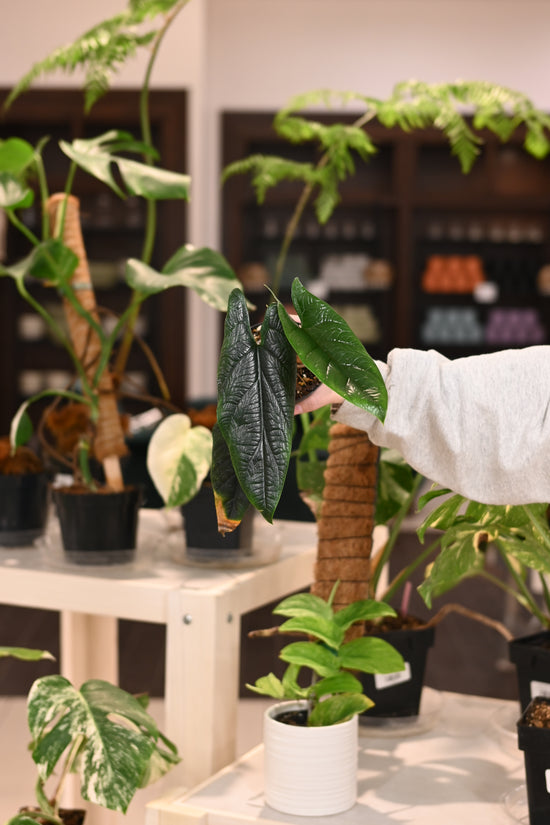 Alocasia Scalprum