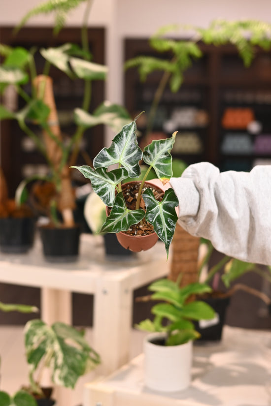 Alocasia Loco