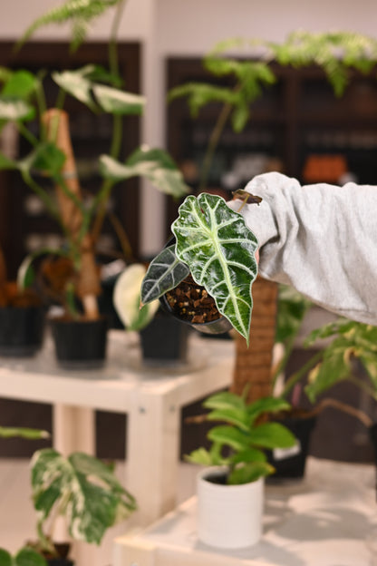 Alocasia Bambino Variegated