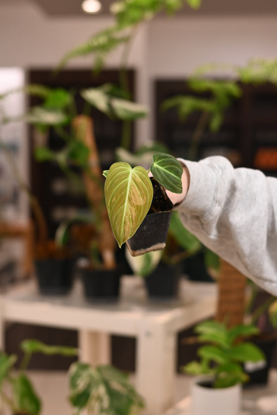 Philodendron Melanochrysum Variegated