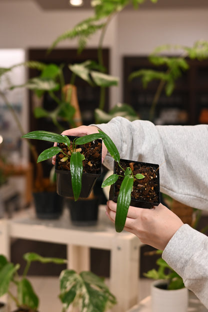 Anthurium Bakeri