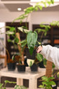 Anthurium (Regale x Magnificum Verde) x Nigrolaminum &