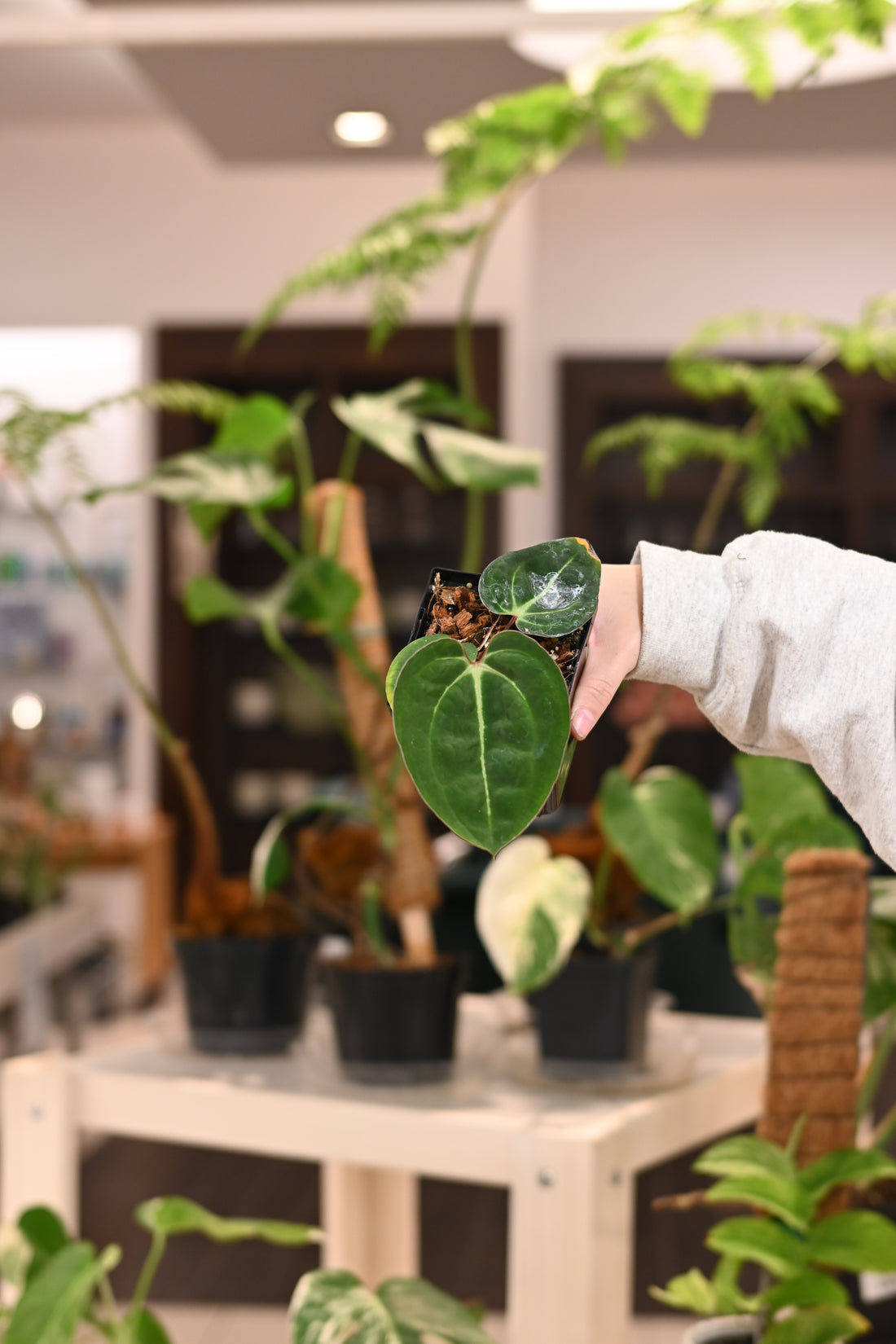 Anthurium Red Crystal Wu8 x Carlablackiae Wu2