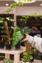 Anthurium (Regale x Magnificum Verde) x Nigrolaminum &