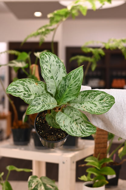 aglaonema dove plant Aglaonema Donatello – Lost in the Forrest