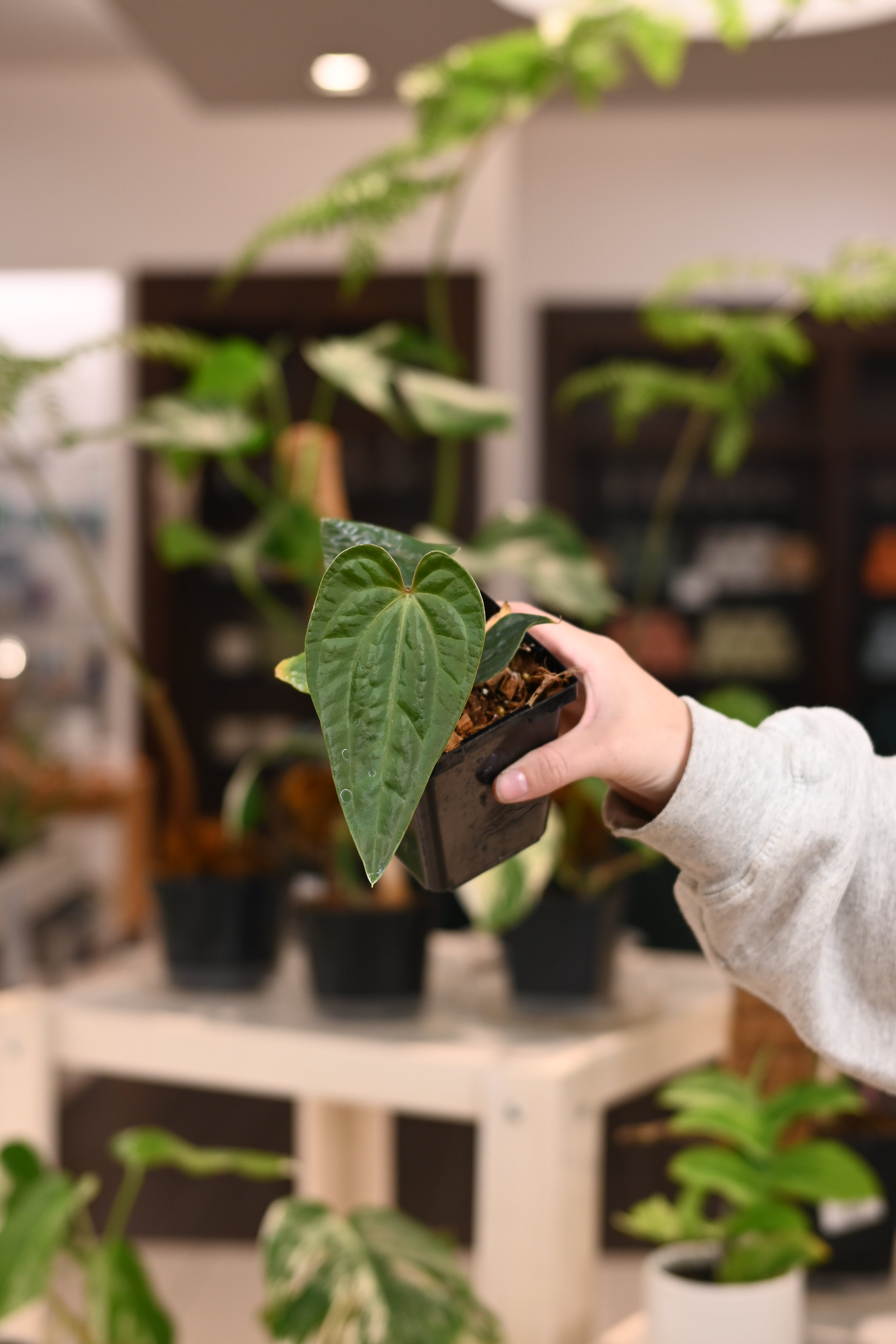 Anthurium Green Thin Regale x Luxurians Dark Form