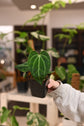 Anthurium Regale
