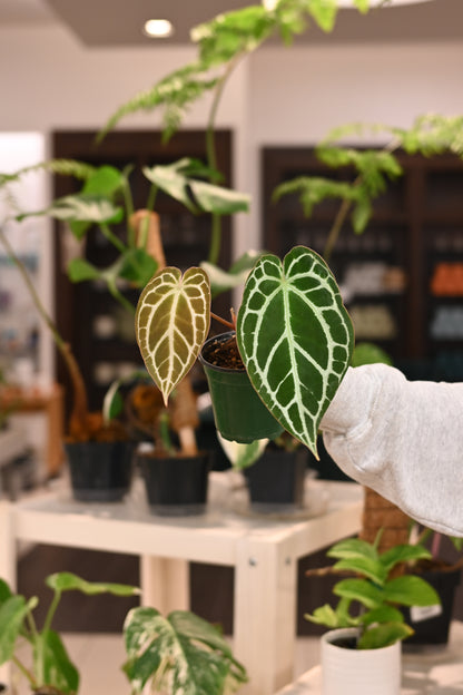 Anthurium Crystallinum X (Black Crystal X Dor.)