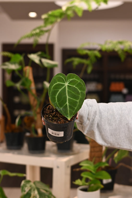 Anthurium Clarinervium Hybrids