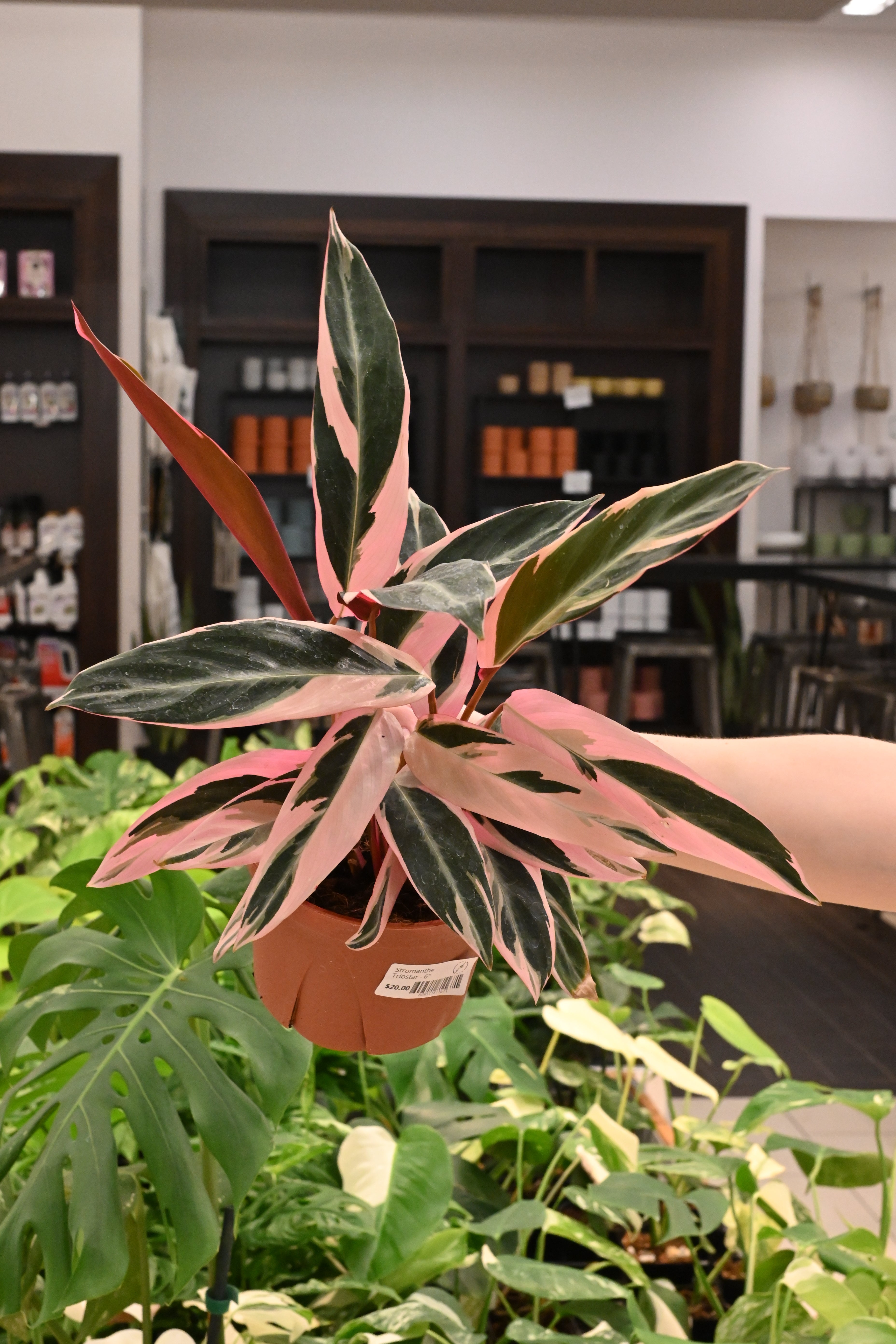 Stromanthe Triostar