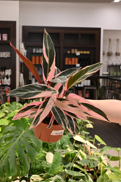 Stromanthe Triostar