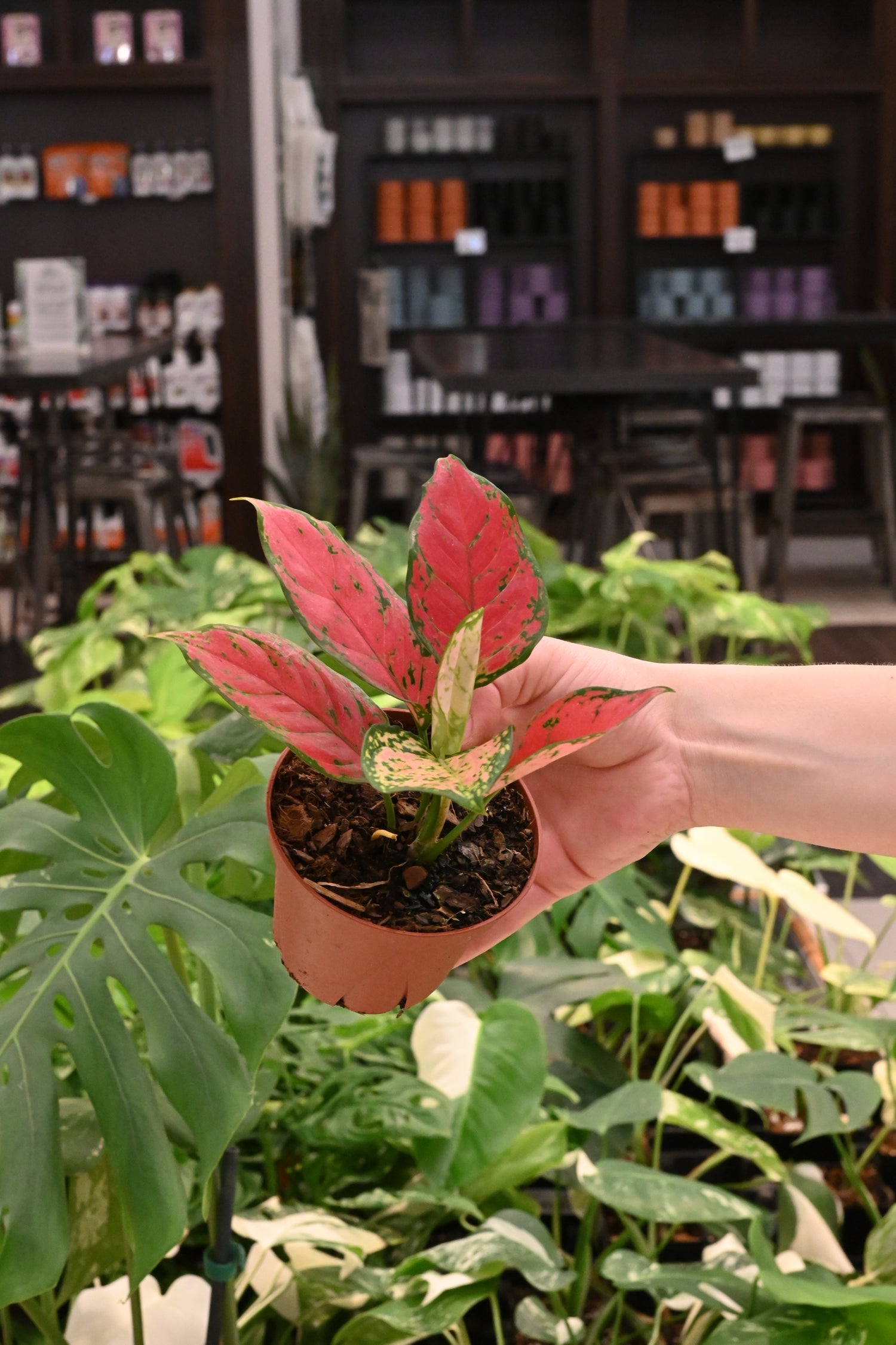 Aglaonema Kumkoon
