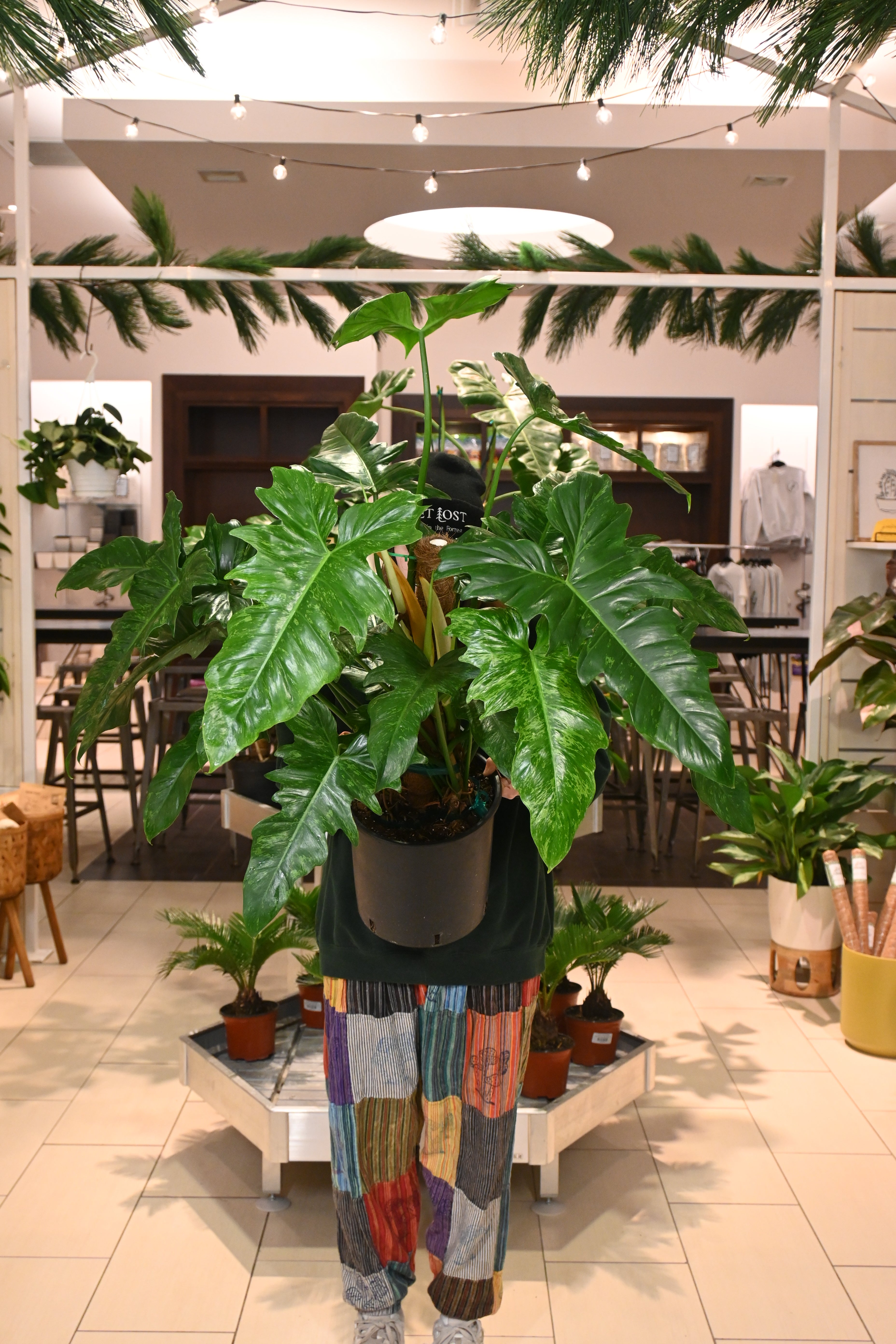 Philodendron Golden Dragon