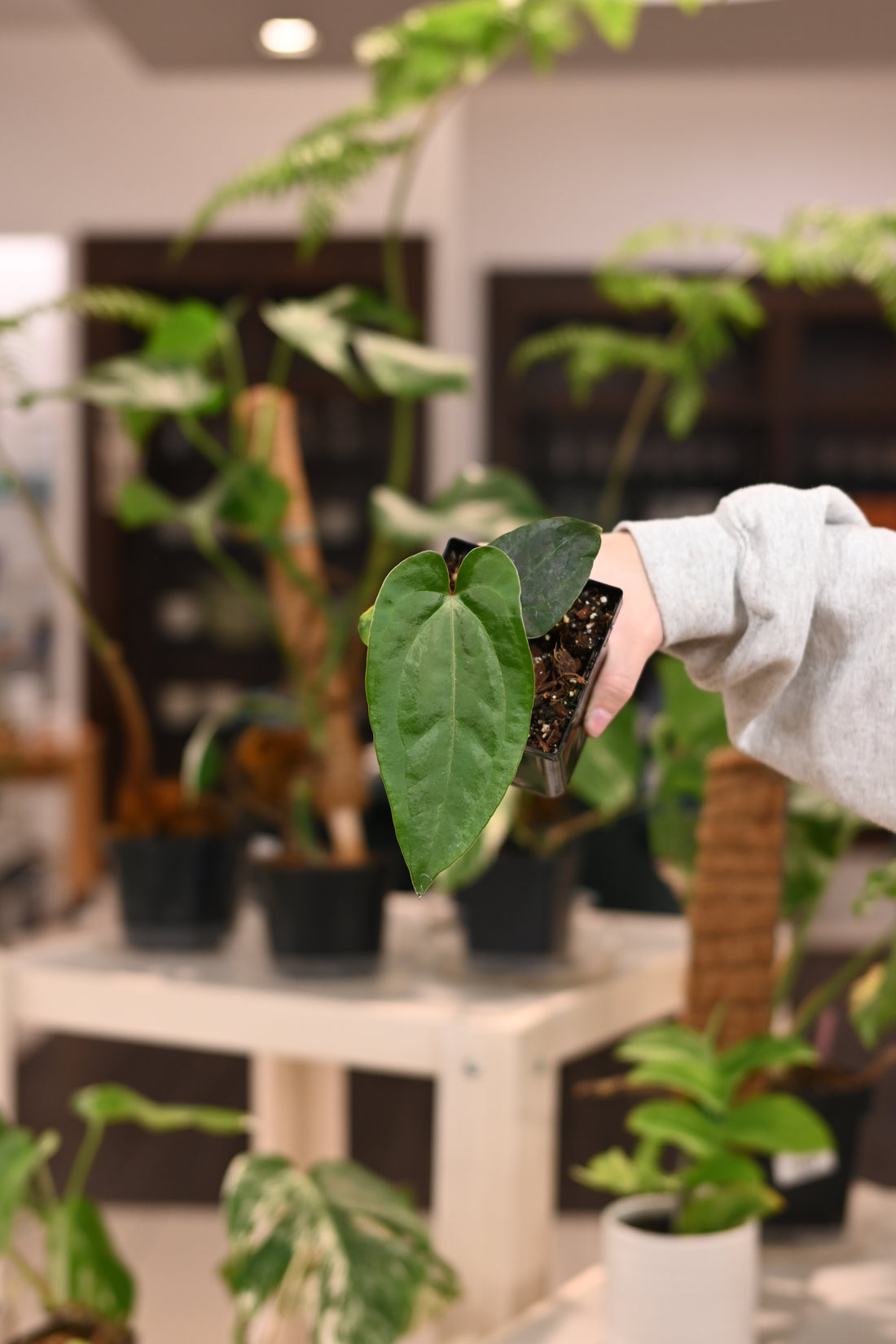 Anthurium SKG Silver x Nigrolaminum &