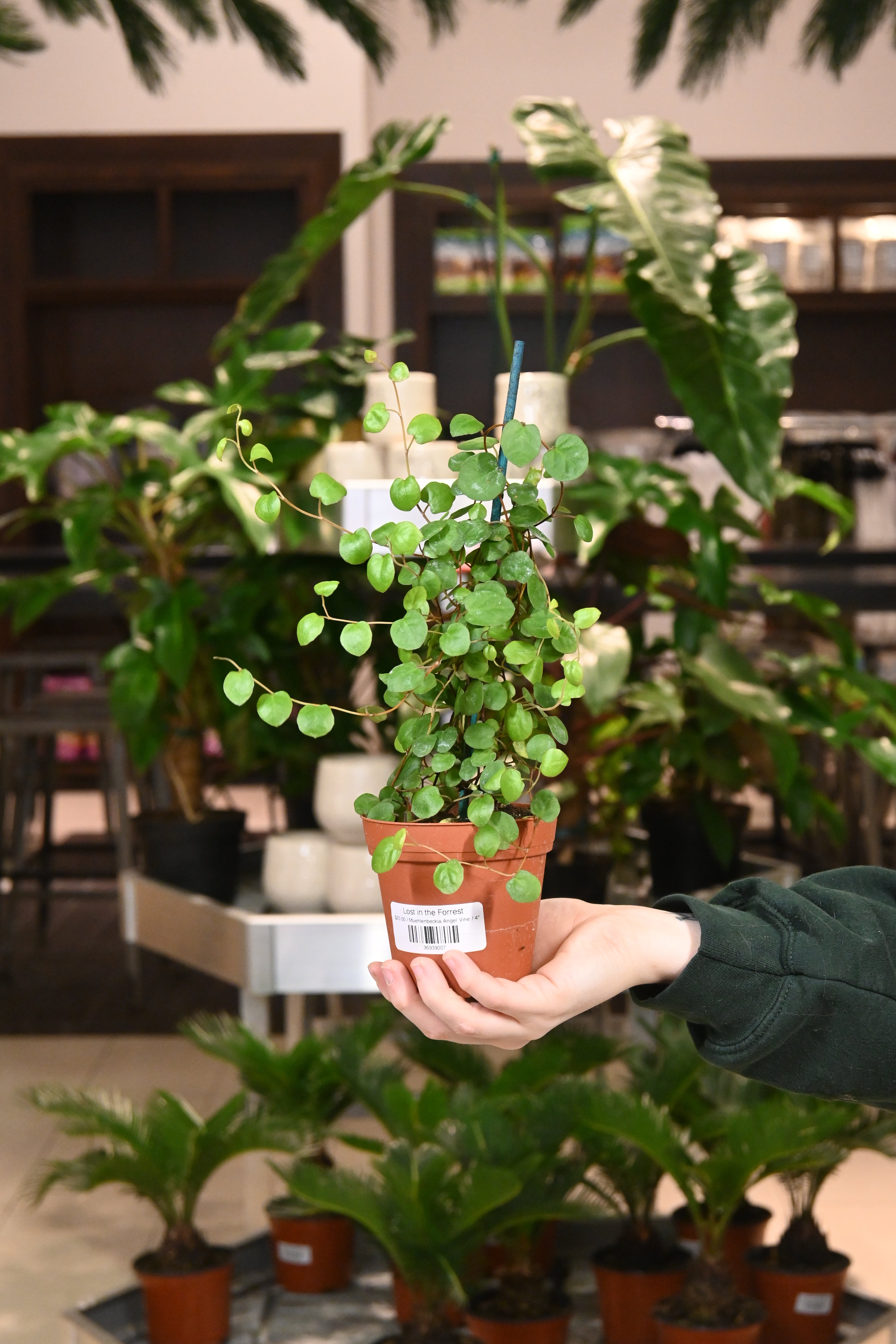Muehlenbeckia Angel Vine