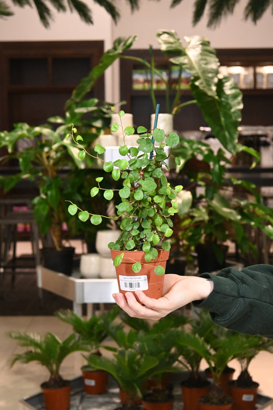 Muehlenbeckia Angel Vine