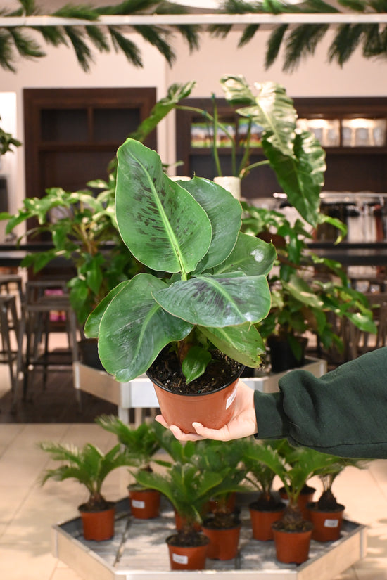 Dwarf Cavendish Banana