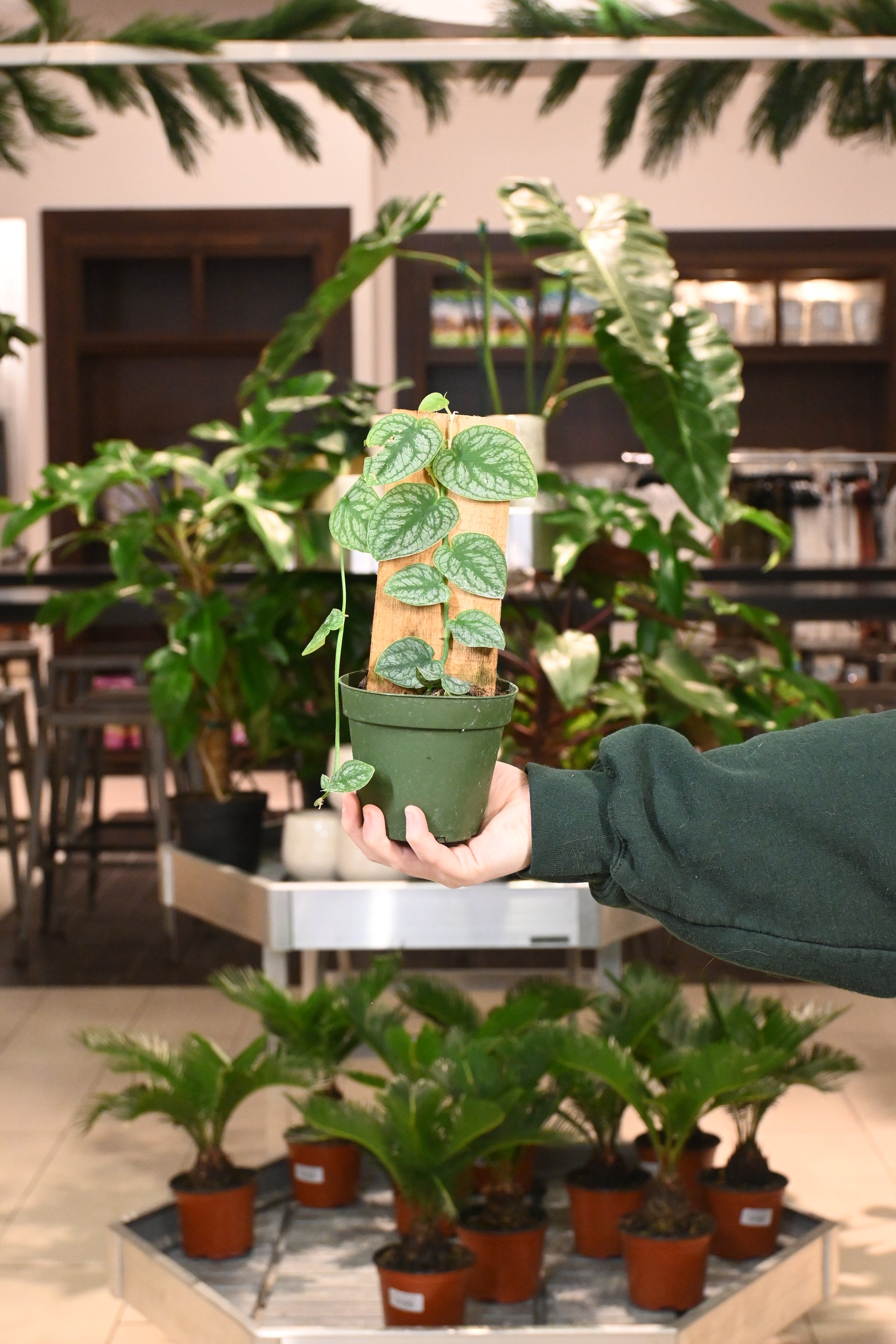 Monstera Dubia  Lost in the Forrest