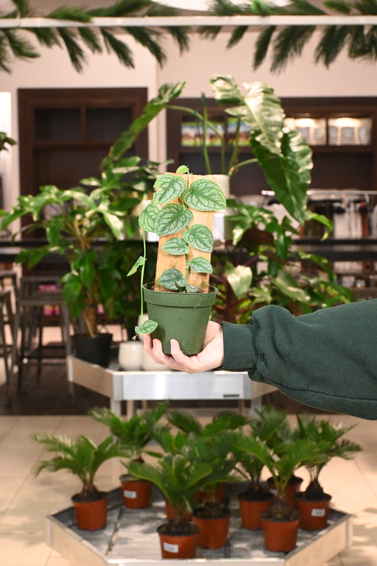 Monstera Dubia