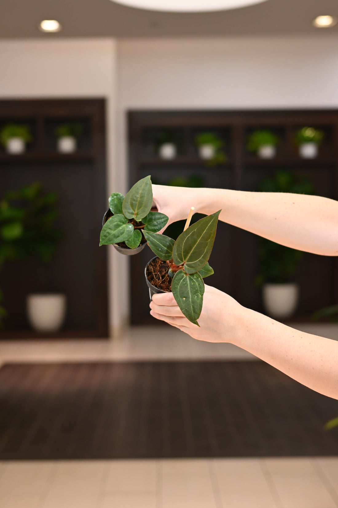 Anthurium ‘Ace of Spades’ X