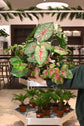 Caladium Assorted