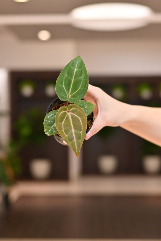 Anthurium Doc Block Hybrid x Blue Velvet Forgetii
