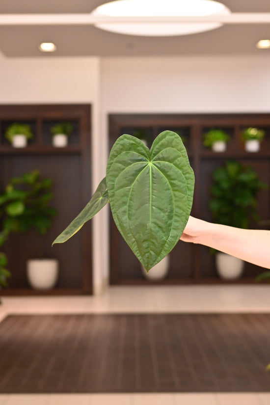 Anthurium &