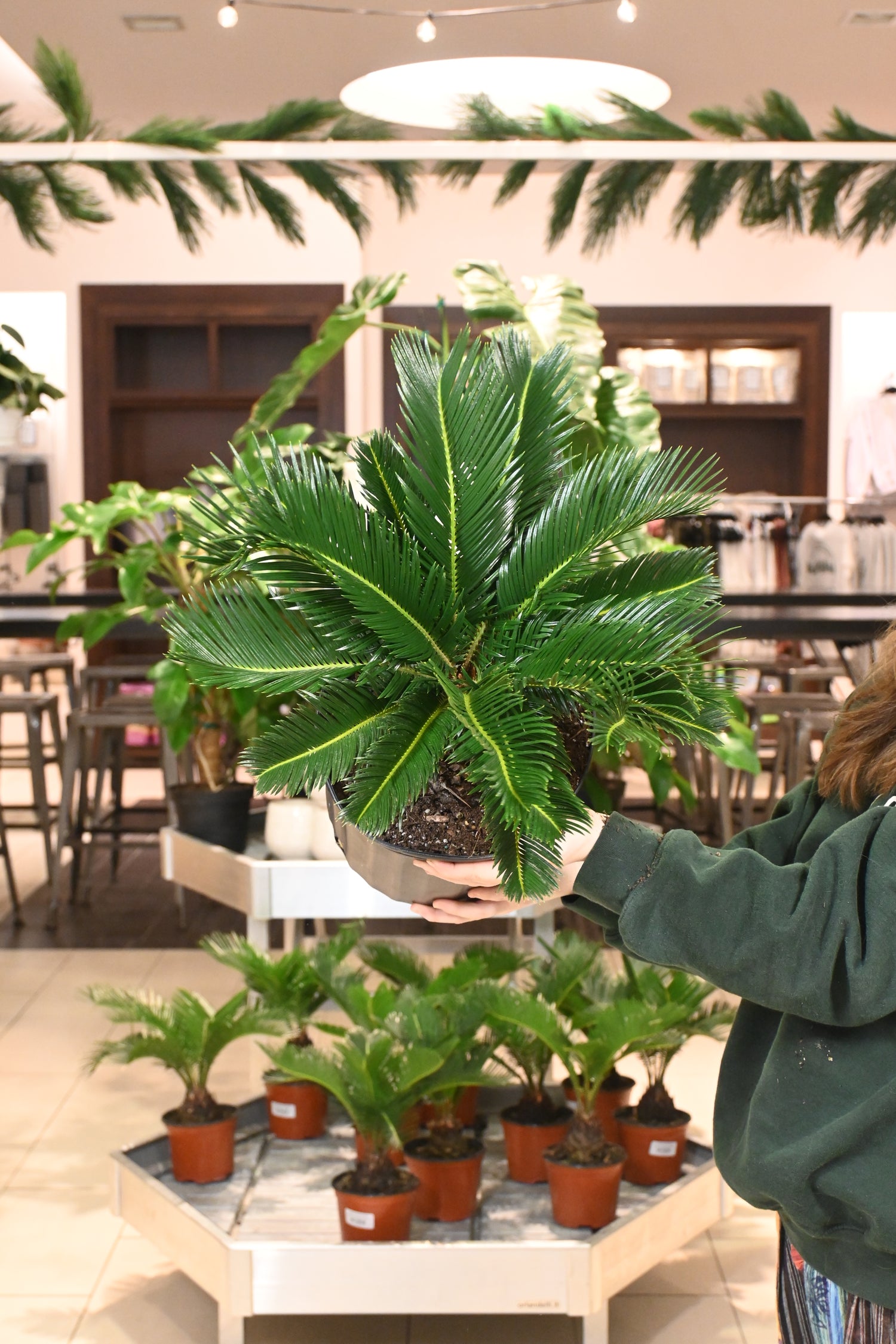 king sago palm plant King Sago Palm – Lost in the Forrest