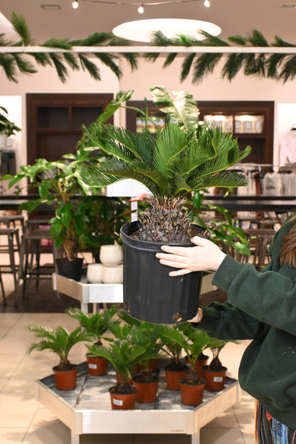 King Sago Palm