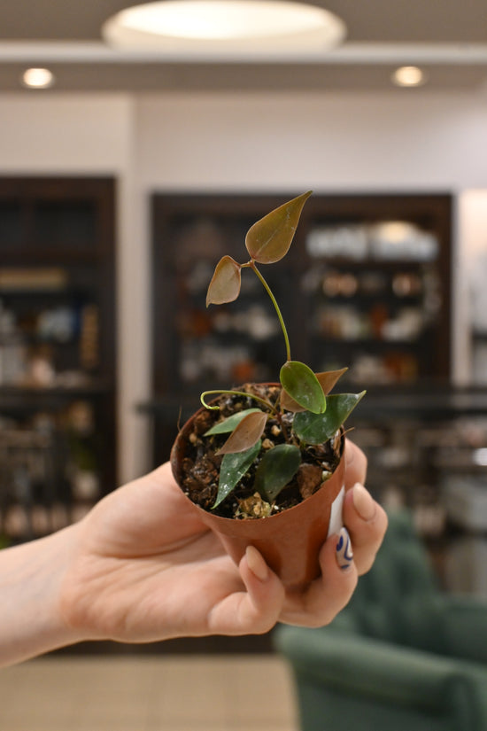 Hoya Carrii