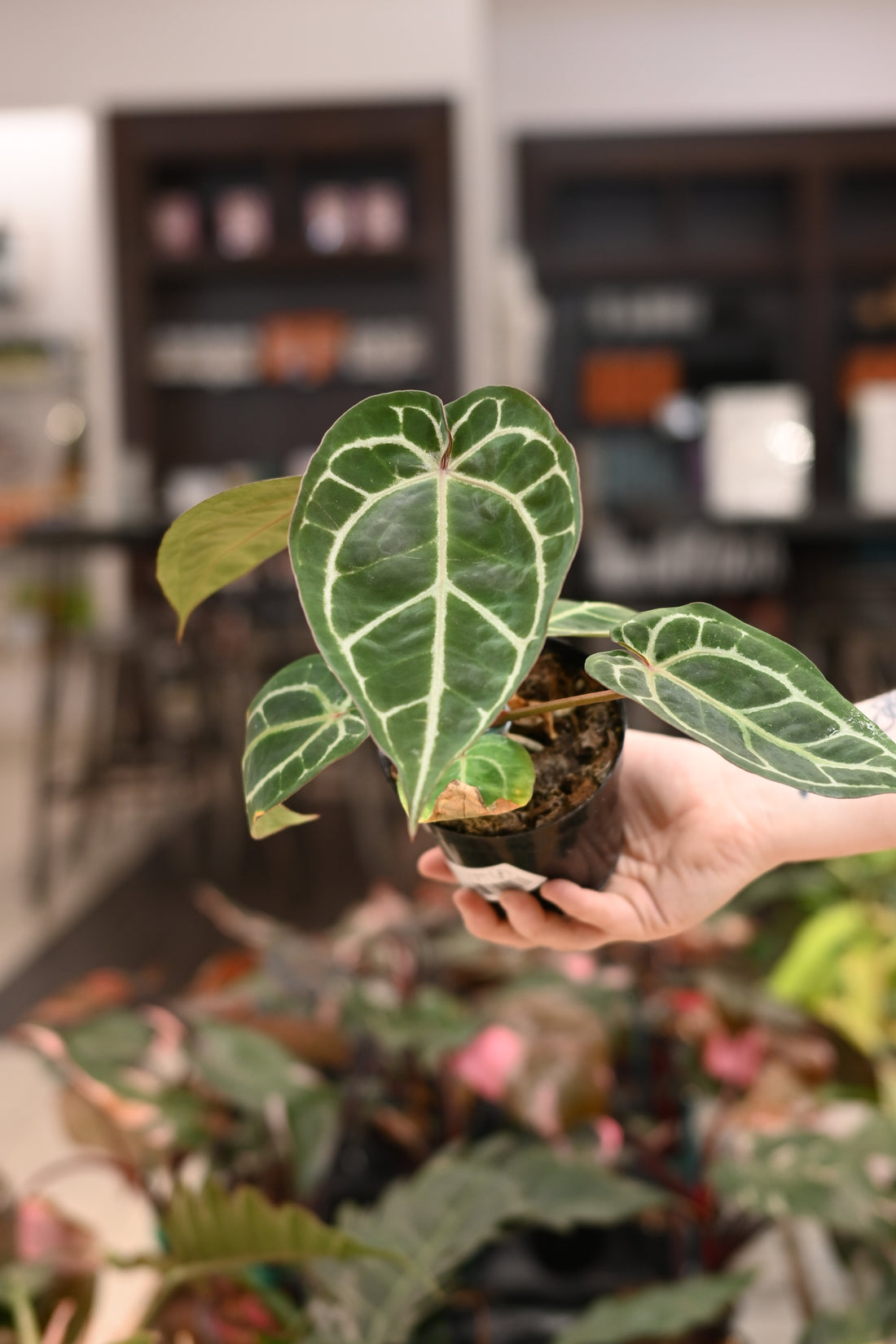 Anthurium Doc Block Brielle x Zara