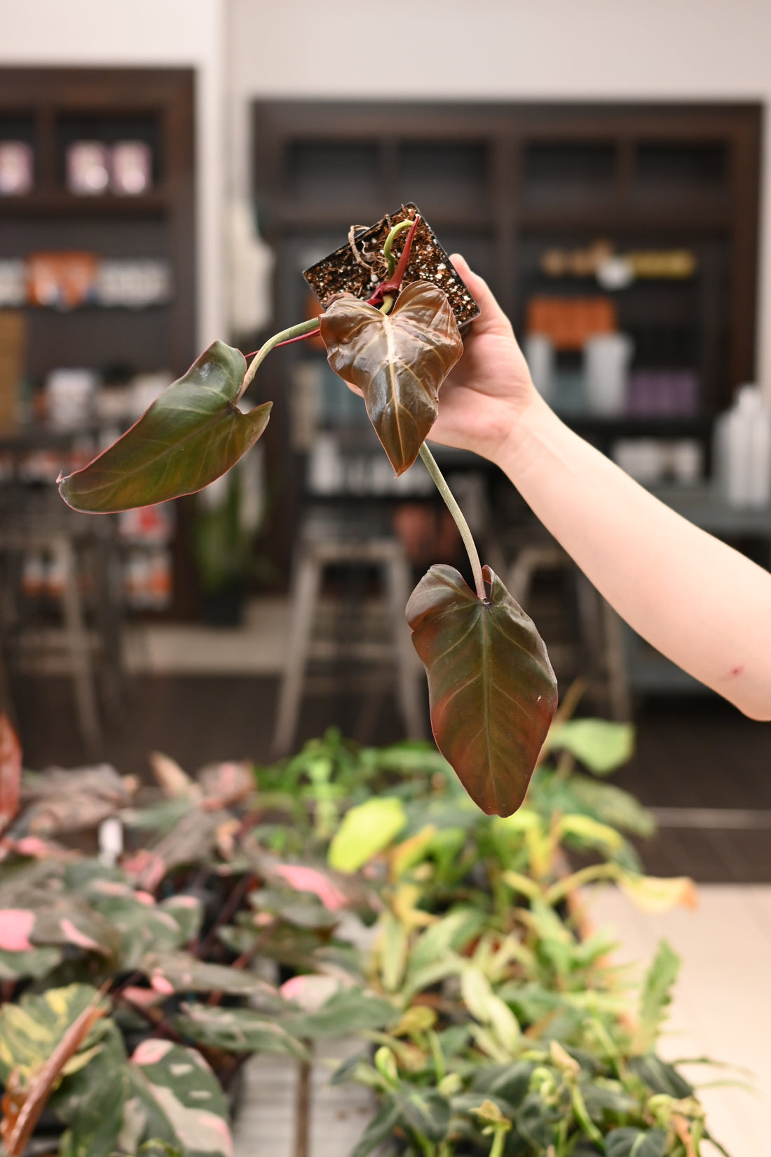 Philodendron Midnight Glory