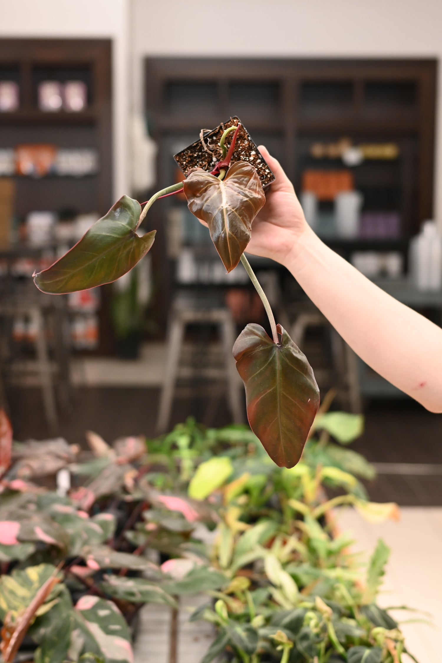 Philodendron Midnight Glory