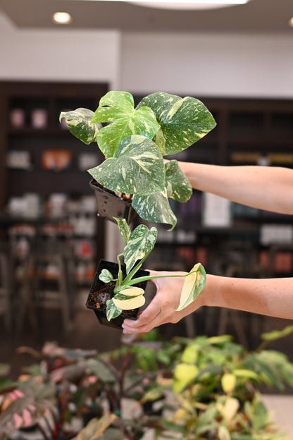Monstera Thai Constellation