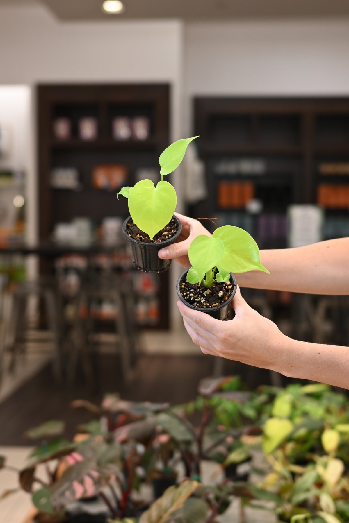 Monstera Lemon Lime – Lost in the Forrest