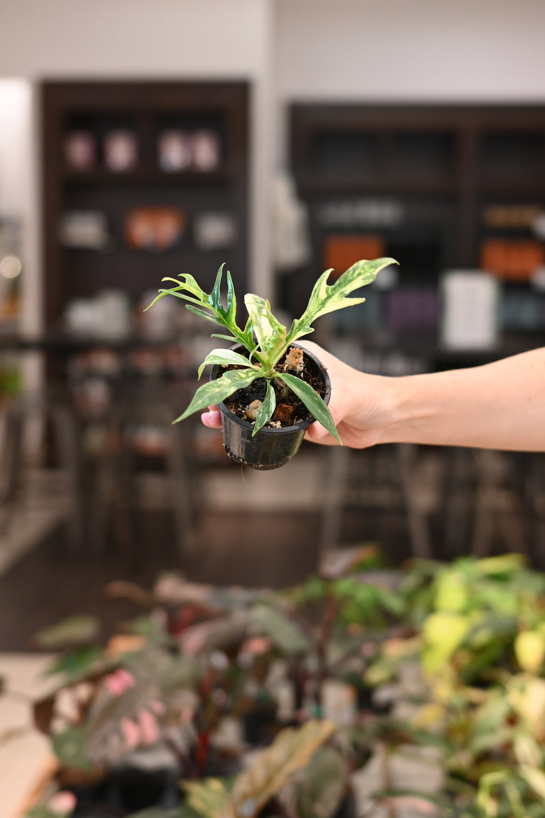 Philodendron Variegated Tortum